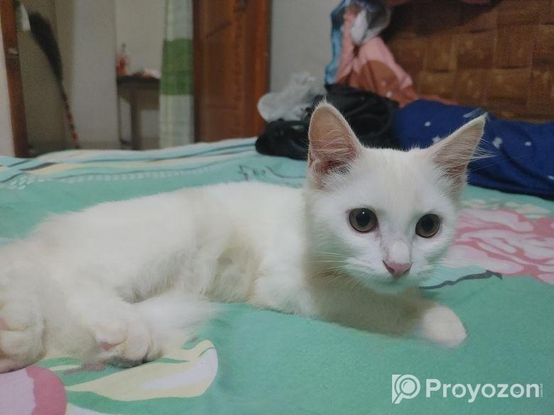 Female Persian cat