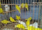লোটিনো & এলভিনো রেড আই বাজরিগার