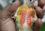 Tame Size & Cockatel Baby, Conure Lovebird Pair