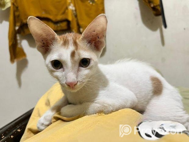 Cat For Adoption