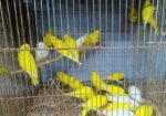 লোটিনো & এলভিনো রেড আই বাজরিগার