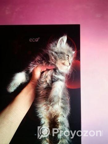 Persian Cat