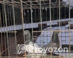 fitted-1_2025-10-01_13-04-46