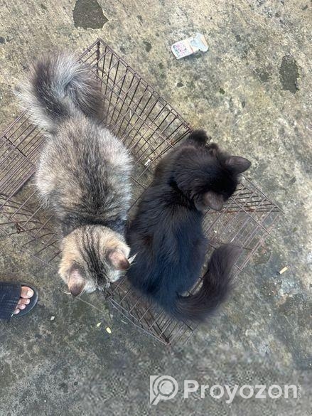 Cat Sell Post