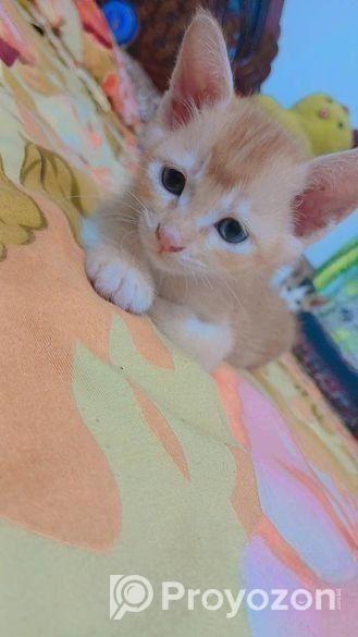 Male Cat Adoption