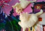 Persian cat