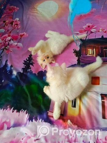 Persian cat