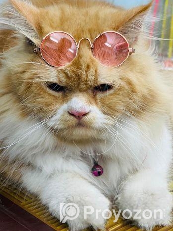Ginger Colour Cat