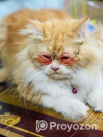 Ginger Colour Cat