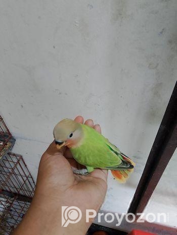 লাভবার্ডস বেবি