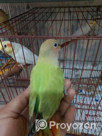 লাভবার্ডস বেবি