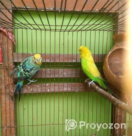 বাজরিগর ১ জোড়া ( এডাল্ট, খাঁচা, হাড়ি, খবার ও পানির পাত্র সহো)
