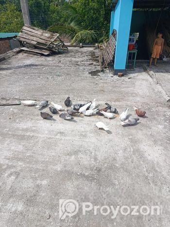 দেশি ও গিরিবাজ কবুতর