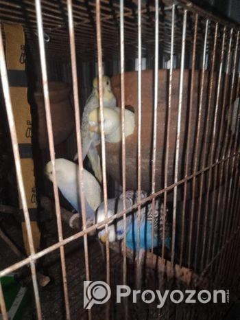 বজরিগার পাখি