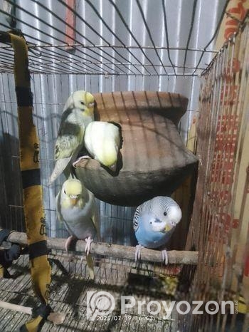 বজরিগার পাখি