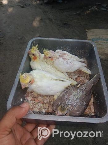 ককাটেল পাখির বাচ্চা