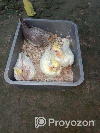 ককাটেল পাখির বাচ্চা