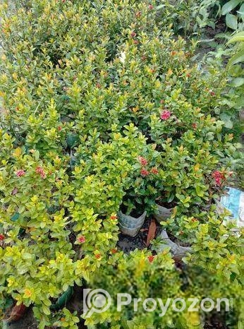 Indoor Plant