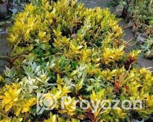 fitted-2025-10-05T093650.790_2025-10-05_09-37-38