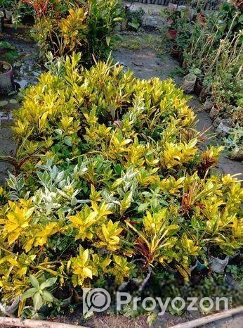 Indoor Plant