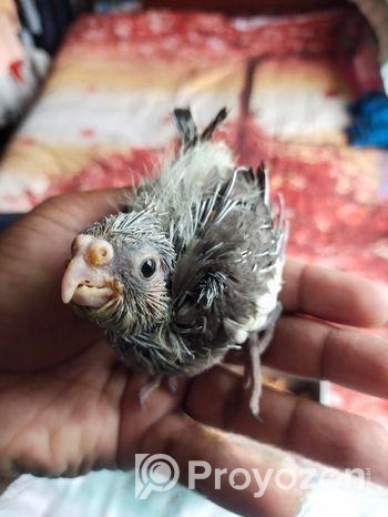 Cocatail Baby