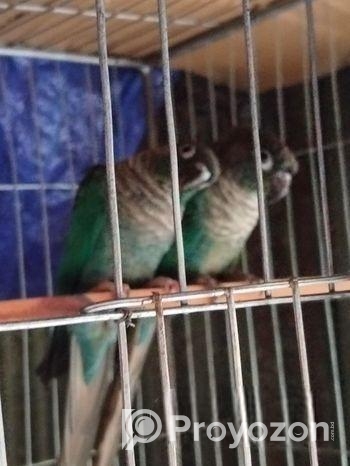 Bird For Sale
