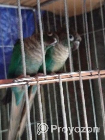 Bird For Sale