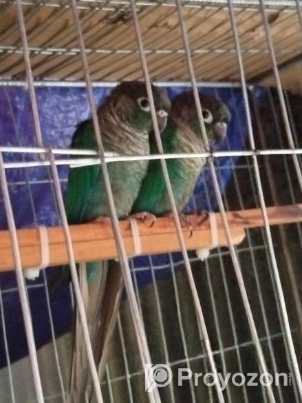 Bird For Sale