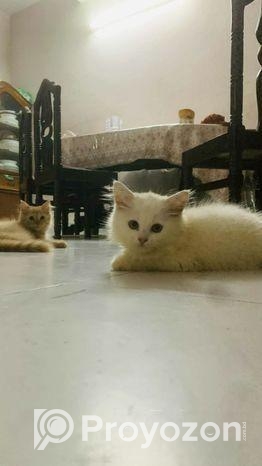 Pure Persian Kitten