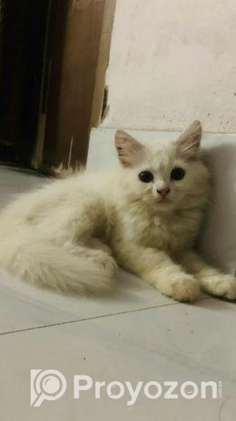 Pure Persian Kitten