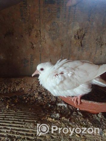 Australian Dove For Sale (healthy & Active) 1 Pic