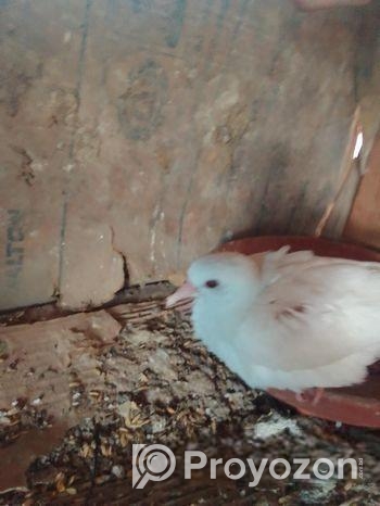 Australian Dove For Sale (healthy & Active) 1 Pic