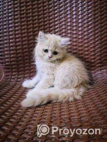 Persian Biral