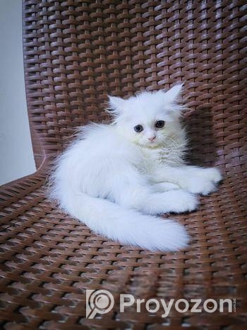Persian Biral
