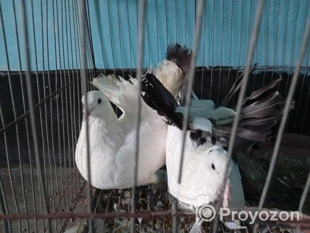 লক্ষা কবুতর