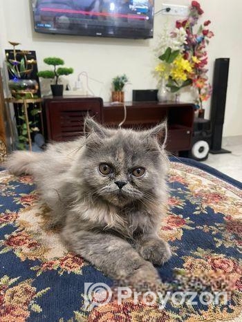 Persian Cat