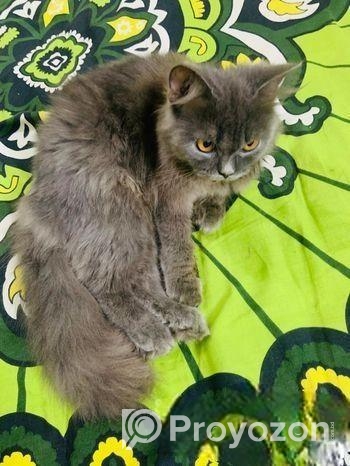 Pure Persian