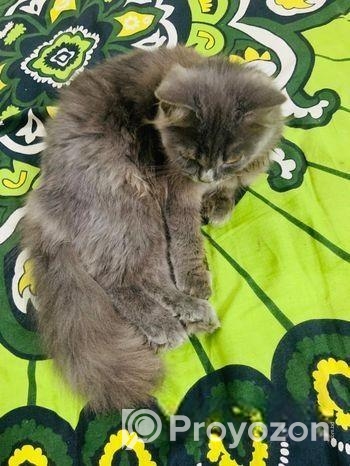 Pure Persian