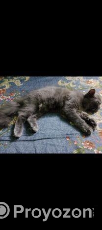 Pure Persian