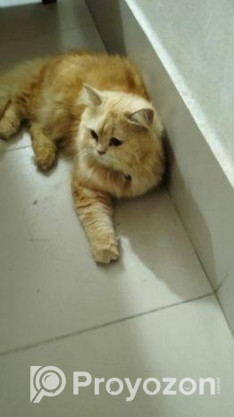 Cat Sell
