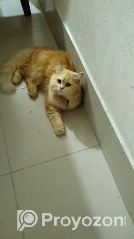 Cat Sell