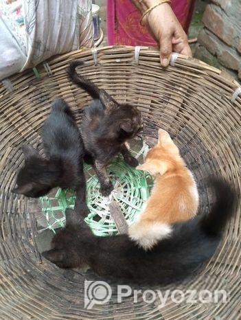 cat adoption