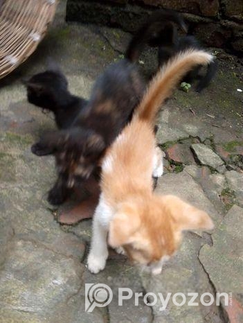 cat adoption
