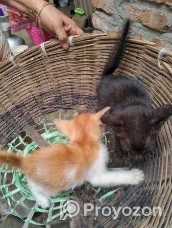 cat adoption