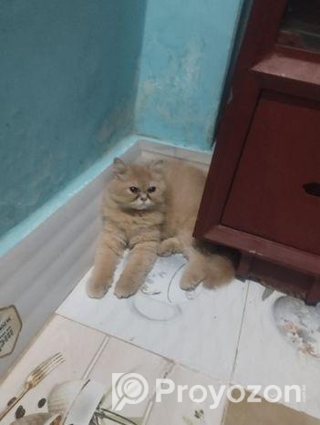 Pure Persian Cat