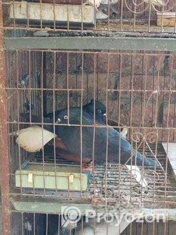 Bird For Sell