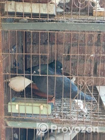 Bird For Sell