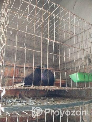 Bird For Sell