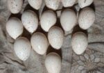 টার্কির বাচ্চা (বড় জাত)