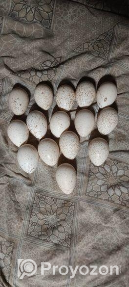 টার্কির বাচ্চা (বড় জাত)